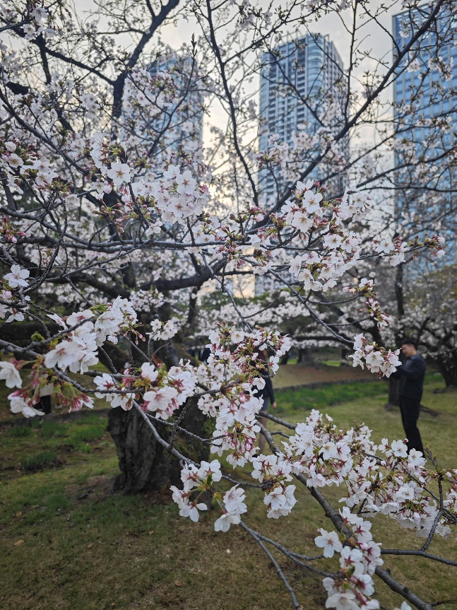 滨离宫赏花